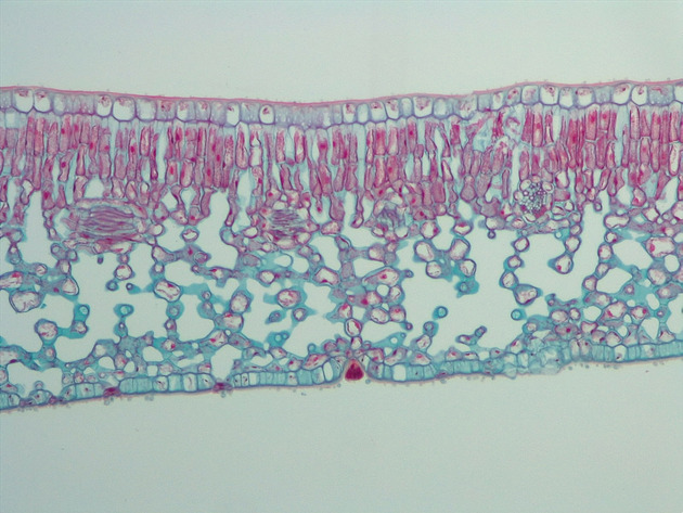 Dicot Leaf CS Slides - Dicot Leaf CS 04 100X